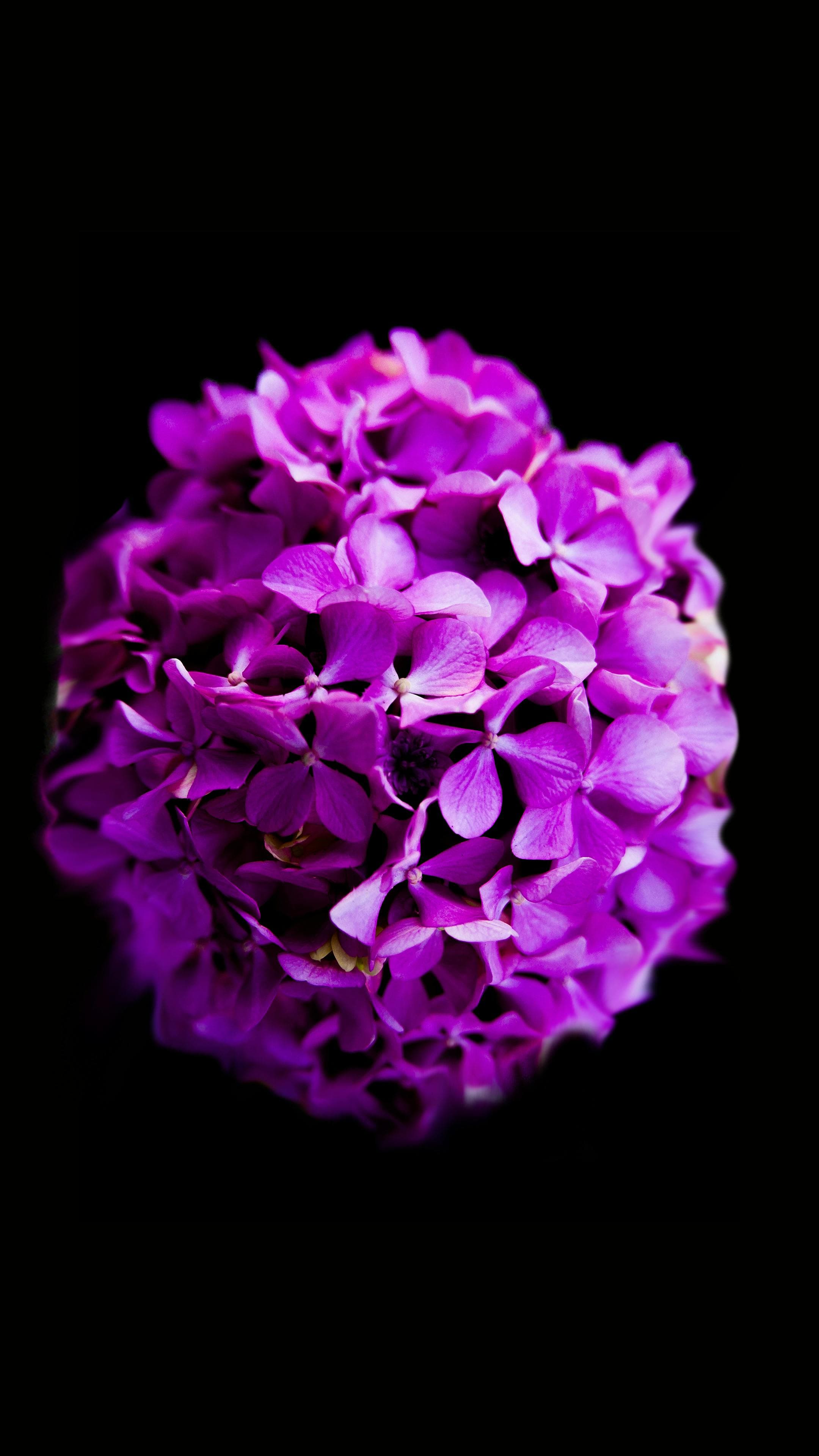 Purple flower representing epilepsy awareness